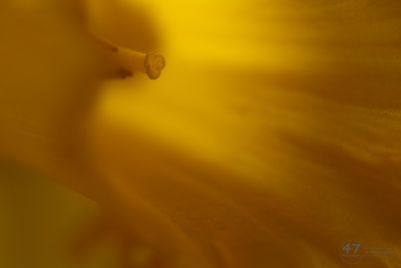 Heart of a Daffodil
