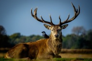Stag and Jackdaw
