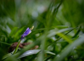 The First Bluebells