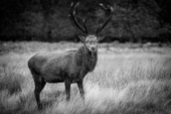 Red Deer Stag (mono)