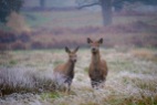 Red deer hind with calf.